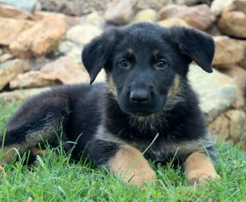 Cute German Shepherd puppy lying on green grass in front of a rock garden, looking calmly at the camera with one ear flopped down and the other slightly perked.
