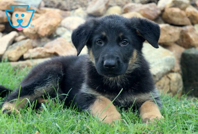 Cute German Shepherd puppy lying on green grass in front of a rock garden, looking calmly at the camera with one ear flopped down and the other slightly perked. image