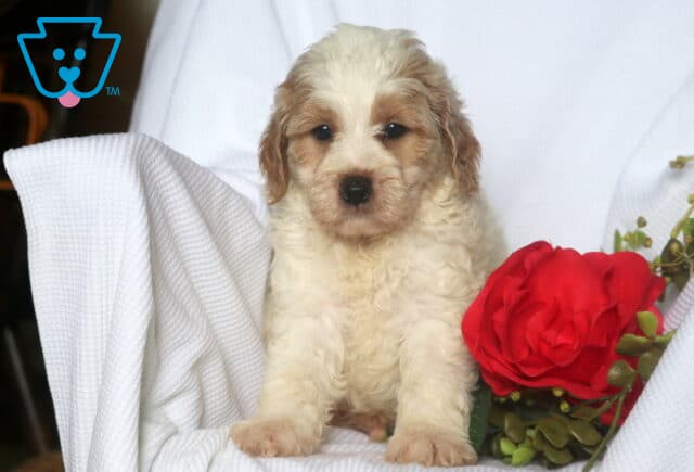 Fluffy Mini Goldendoodle puppy with a cream-colored coat and light brown patches on the face and ears sits beside a bright red rose on a white blanket. image