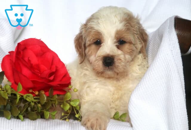 Cream-colored Mini Goldendoodle puppy with light brown facial markings lies on a white blanket beside a large red artificial rose and green leafy accents. image
