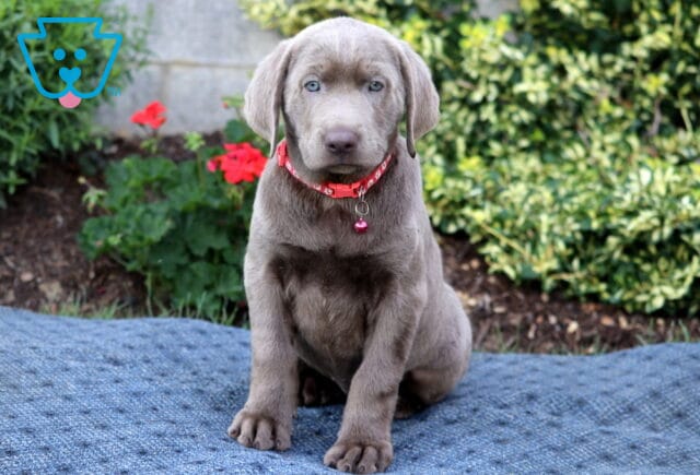 Cute Silver Labrador Retriever puppy with pale blue eyes sits on a blue blanket outside, wearing a red collar with a small bell charm, surrounded by green shrubs and red flowers in the background. image