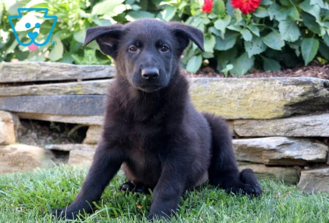 Black German Shepherd puppy sitting in the grass with ears flopped outward, in front of a stone wall and vibrant garden flowers. image