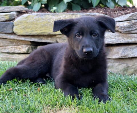 Black German Shepherd puppy lying down on green grass in front of a stacked stone wall, looking calmly at the camera.