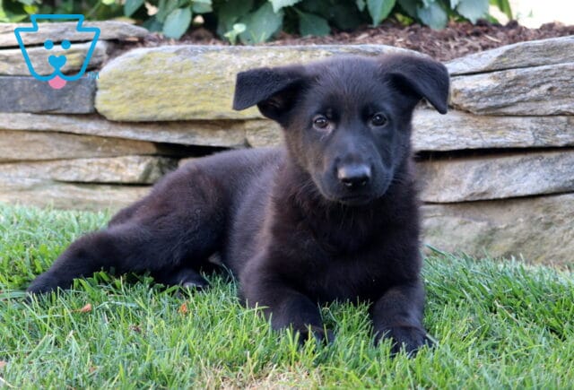Black German Shepherd puppy lying down on green grass in front of a stacked stone wall, looking calmly at the camera. image