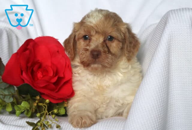 Cream and apricot Mini Goldendoodle puppy with wavy fur lounges on a white blanket, nestled beside a large red artificial rose and greenery. image