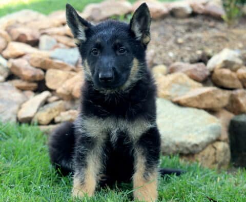 Black and tan German Shepherd puppy sitting on green grass in front of a rock garden, looking alert with upright ears.