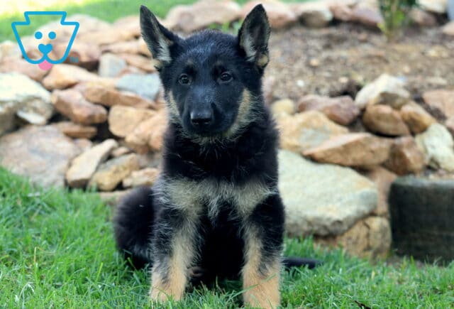 Black and tan German Shepherd puppy sitting on green grass in front of a rock garden, looking alert with upright ears. image