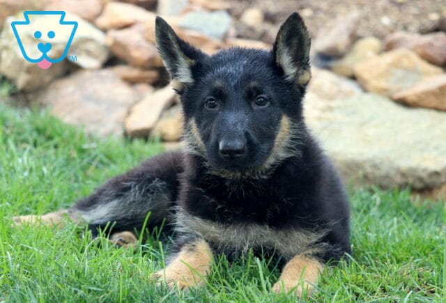 Black and tan German Shepherd puppy laying in the grass with ears perked up, looking attentively at the camera in front of a rock border. image
