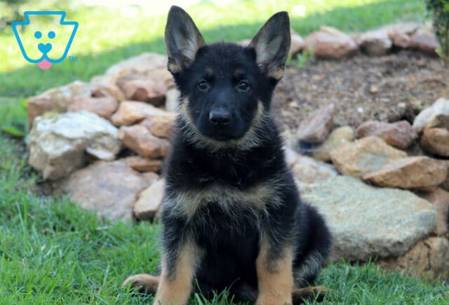 Adorable German Shepherd puppy sitting on green grass in front of a stone garden bed, looking alert with ears perked up. image