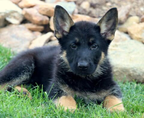 Sweet German Shepherd puppy laying in the grass with ears perked up, gazing curiously at the camera in front of a rock garden backdrop.
