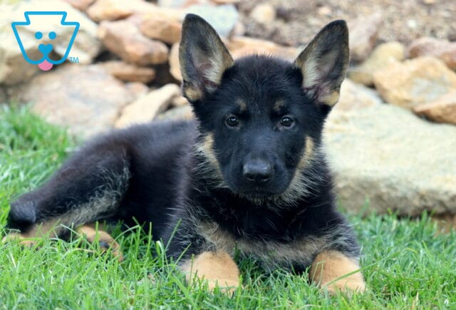 Sweet German Shepherd puppy laying in the grass with ears perked up, gazing curiously at the camera in front of a rock garden backdrop. image