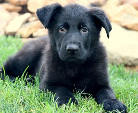 Black German Shepherd puppy lying on green grass with a calm expression, stone wall in the background.
