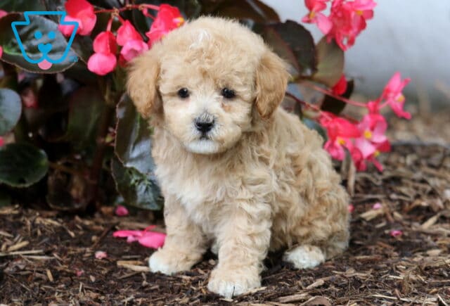 Curly-coated tan Cavapoo puppy sitting on mulch in front of bright pink flowers, looking directly at the camera with a sweet expression. image