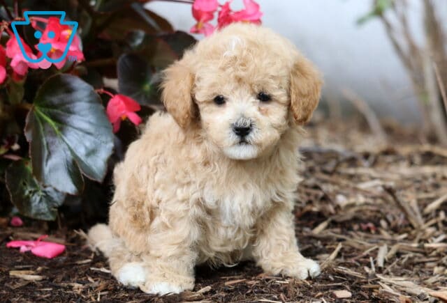 Adorable light apricot Cavapoo puppy with a curly coat sitting on mulch beside bright pink flowers, gazing sweetly at the camera. image
