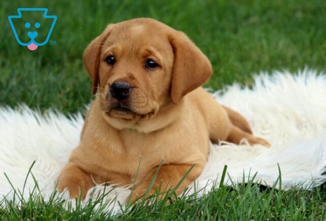 Adorable Fox Red Lab puppy lounging on a fluffy white blanket in the grass, looking off to the side with a curious and gentle expression. image