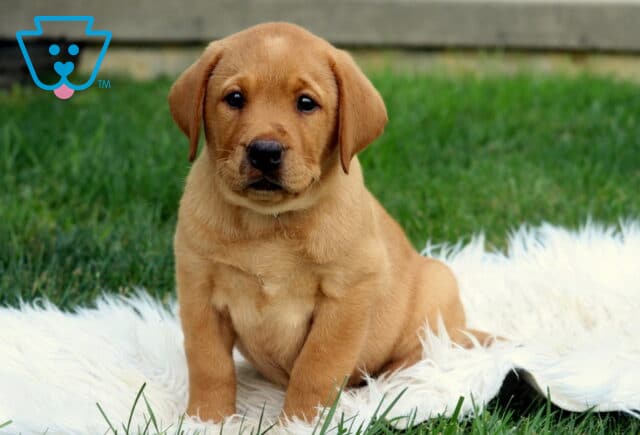 Sweet Fox Red Labrador puppy sitting upright on a white fluffy blanket in the grass, gazing calmly at the camera with soft, dark eyes. image