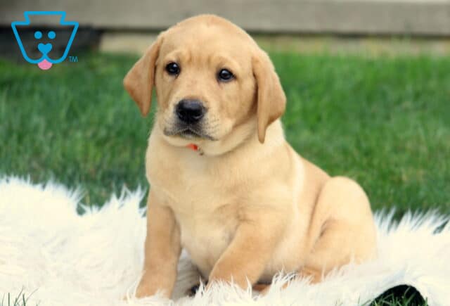 Adorable Fox Red Lab puppy sitting on a soft white blanket, looking sweetly at the camera with gentle eyes and floppy ears. image