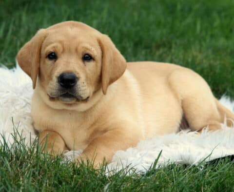 Sweet Fox Red Labrador Retriever puppy relaxing on a fluffy white blanket in the grass, gazing calmly at the camera.