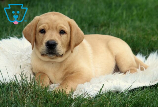 Sweet Fox Red Labrador Retriever puppy relaxing on a fluffy white blanket in the grass, gazing calmly at the camera. image