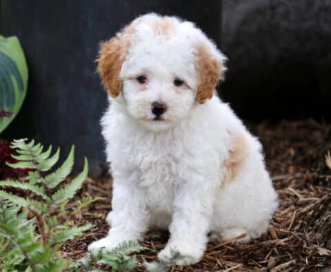 Fluffy white Cavapoo puppy with tan patches and curly ears sitting beside green ferns and mulch, looking softly at the camera.