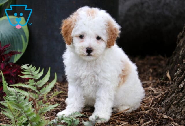 Fluffy white Cavapoo puppy with tan patches and curly ears sitting beside green ferns and mulch, looking softly at the camera. image