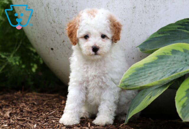 Adorable white Cavapoo puppy with caramel-colored ears sitting on mulch beside a large leaf plant and a white planter, looking curiously at the camera. image