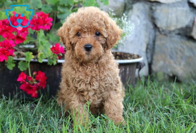 Adorable Mini Poodle puppy with a tight curly apricot coat, sitting on green grass beside blooming red flowers and a weathered planter. image
