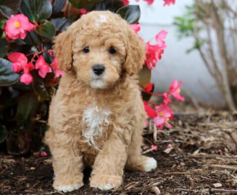 Curly-coated apricot Cavapoo puppy with a white chest sitting on mulch in front of bright pink flowers, looking sweetly at the camera.