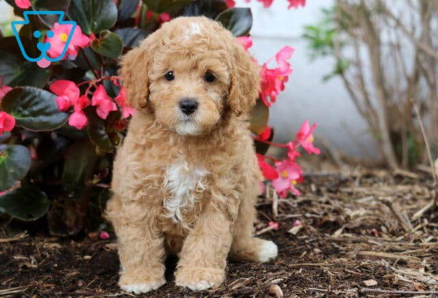 Curly-coated apricot Cavapoo puppy with a white chest sitting on mulch in front of bright pink flowers, looking sweetly at the camera. image