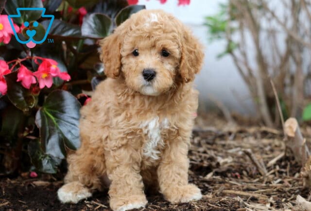 Adorable apricot Cavapoo puppy with a curly coat and white chest sitting on mulch near blooming pink flowers, gazing sweetly at the camera. image