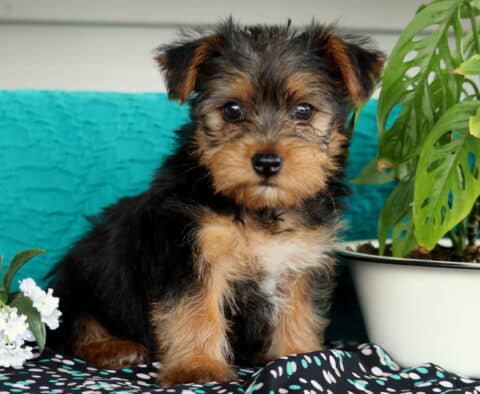 Yorkie puppy with a soft, slightly scruffy black and tan coat sitting calmly near white flowers and a vibrant green potted plant, with a teal background adding a pop of color.