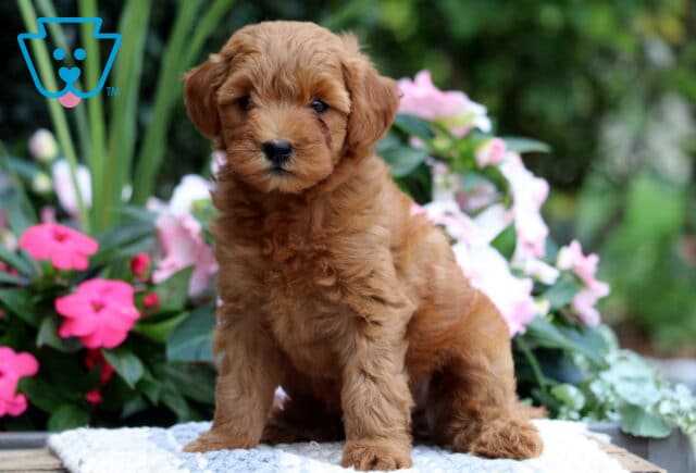 Mini Goldendoodle puppy with a soft, curly apricot coat sitting on a white and blue blanket, surrounded by blooming pink flowers and lush greenery in the background. image