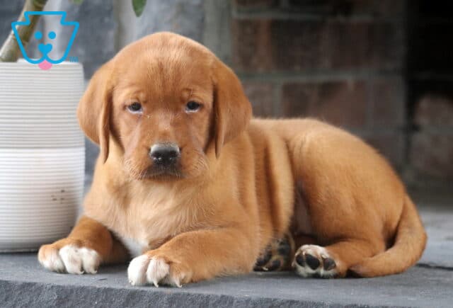 Adorable Fox Red Lab puppy lying down on a stone surface beside a white planter, showing off its white-tipped paws and soft red coat with a sweet, gentle expression. image