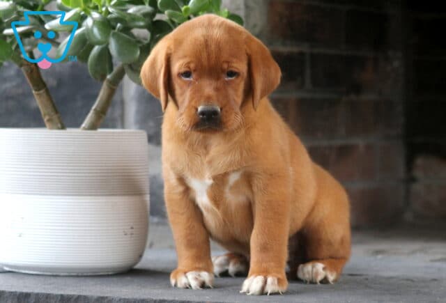Fox Red Labrador puppy sitting upright on a stone floor beside a white planter, looking sweetly at the camera with white-tipped paws and a soft expression. image