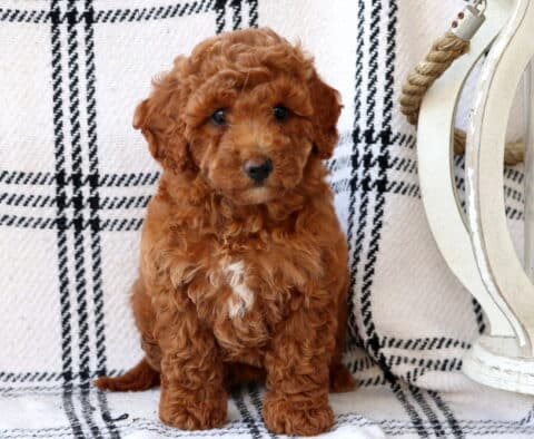 Curly red Bichpoo puppy with a white patch on its chest sitting attentively on a plaid blanket next to a rustic white lantern, looking sweetly at the camera.