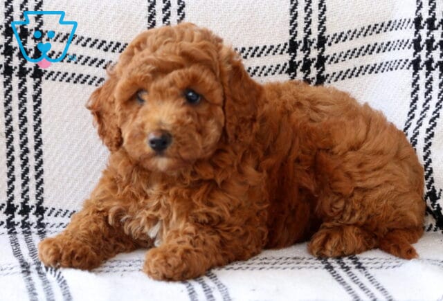 Sweet red Bichpoo puppy lying on a black-and-white plaid blanket, with soft curly fur and a gentle expression, looking slightly to the side. image