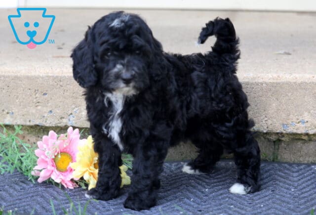 Playful black Mini Bernedoodle puppy standing on a mat with its tail curled up, showing white markings on its chest and paws, with bright flowers in the background near a concrete step. image