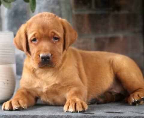 Fox Red Labrador Retriever puppy laying on a stone floor near a white planter, showing off a shiny reddish coat and expressive, gentle eyes.