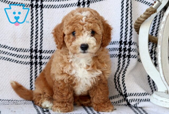 Fluffy apricot and white Bichpoo puppy with a curly coat and a white blaze on its face and chest, sitting on a plaid blanket beside a rustic white lantern, looking sweet and attentive. image