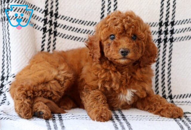 Curly red Bichpoo puppy with a small white patch on its chest lying on a black-and-white plaid blanket, gazing sweetly at the camera with dark, expressive eyes. image