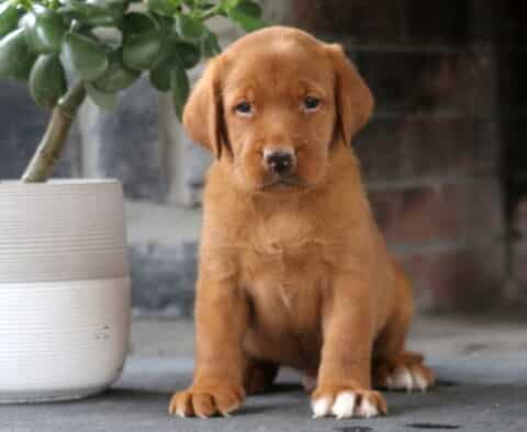 Adorable Fox Red Labrador puppy with a soft reddish coat and white-tipped paws sitting beside a planter, gazing sweetly at the camera.