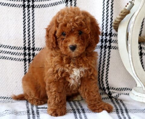 Bright-eyed red Bichpoo puppy with a curly coat and a white patch on its chest, sitting on a black-and-white plaid blanket beside a rustic white lantern.
