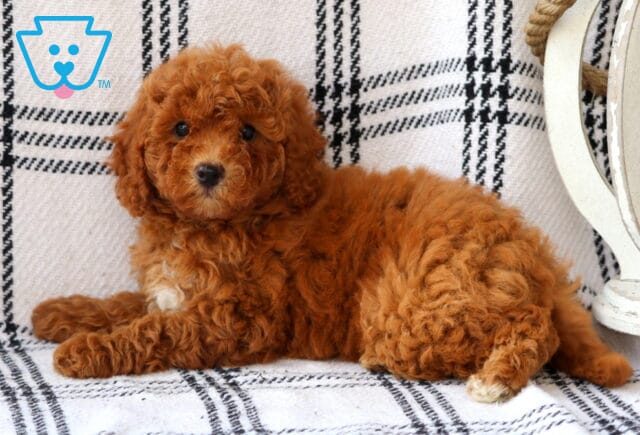 Fluffy red Bichpoo puppy lounging on a black-and-white plaid blanket with a cozy pose, looking at the camera with a curious and relaxed expression, next to a decorative lantern. image