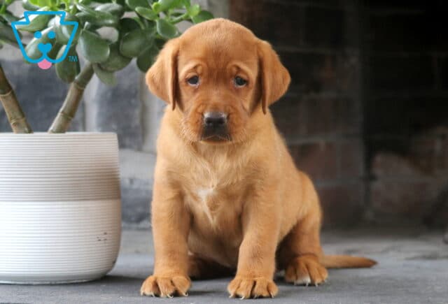 Sweet Fox Red Lab puppy sitting indoors next to a white planter, looking at the camera with gentle, soulful eyes. image