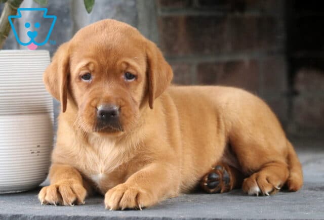 Adorable Fox Red Lab puppy lying down on a stone floor near a white planter, gazing softly at the camera with a calm expression. image