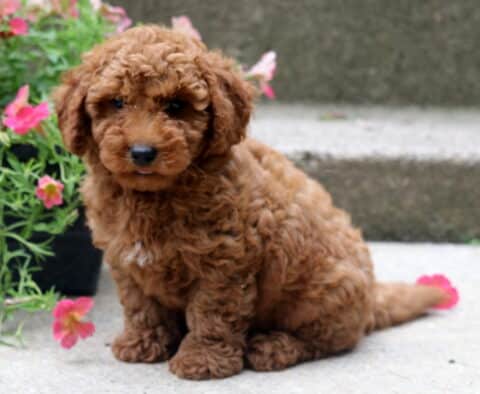 Adorable red toy poodle puppy with a curly coat sitting on a concrete step, surrounded by bright pink flowers spilling out of a black planter.