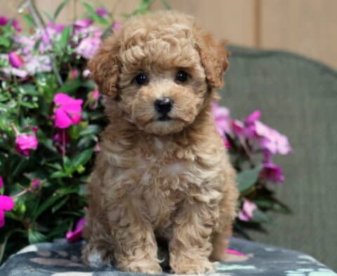 Maxy Bichpoo2