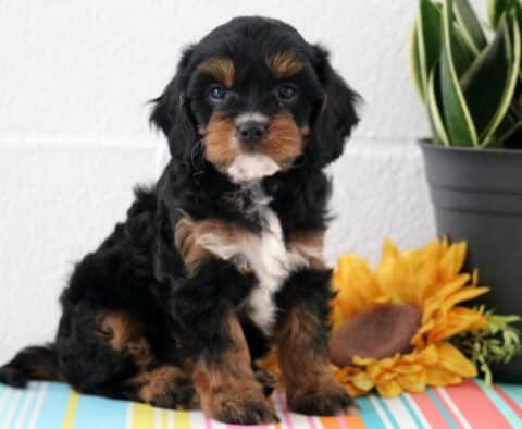 Sweet tricolor Cavapoo puppy with a black coat and tan and white markings, sitting attentively next to a sunflower and potted plant on a striped mat.