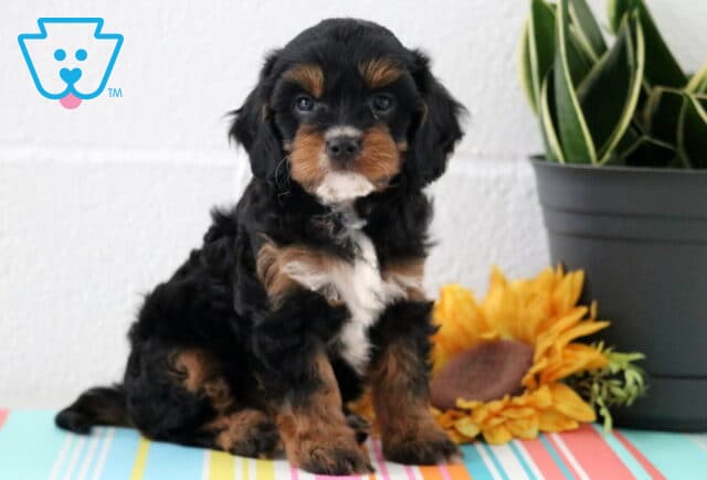 Sweet tricolor Cavapoo puppy with a black coat and tan and white markings, sitting attentively next to a sunflower and potted plant on a striped mat. image