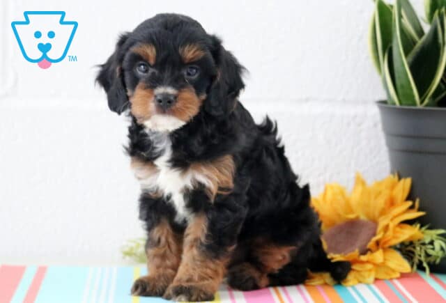 Adorable tricolor Cavapoo puppy with a shiny black coat and rich tan and white markings, sitting alertly on a colorful striped mat beside a sunflower and leafy plant. image